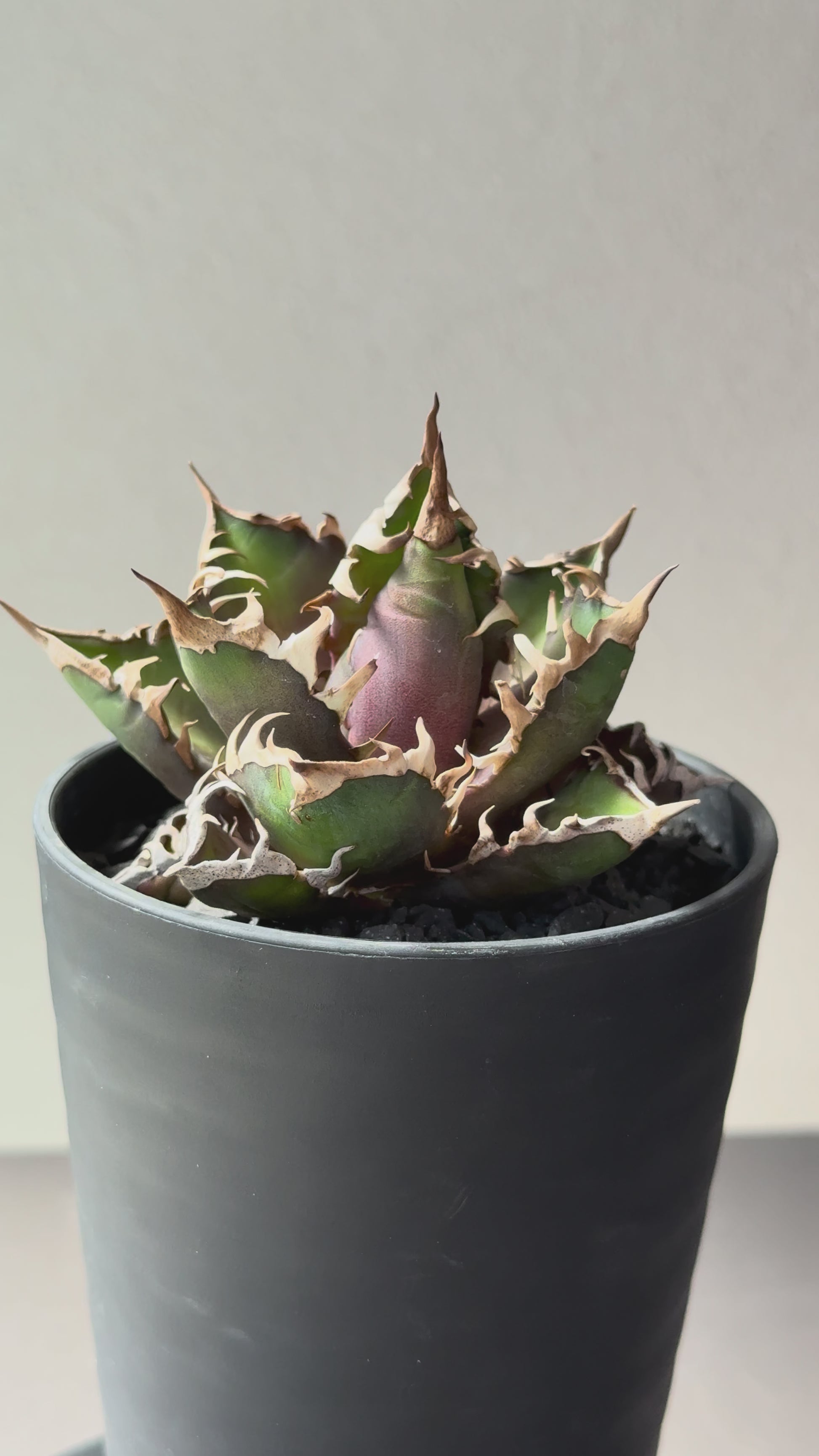 【Stano.Lab】<br>アガベ チタノタ<br> 'レッド　キャッツ' GT-14