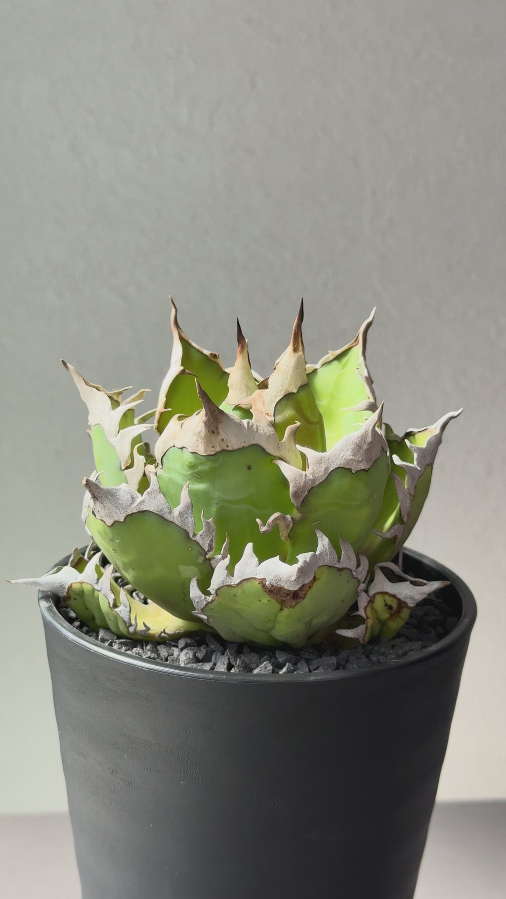 【Stano.Lab】<br>アガベ チタノタ<br> 'レッド　キャッツ' GT-13