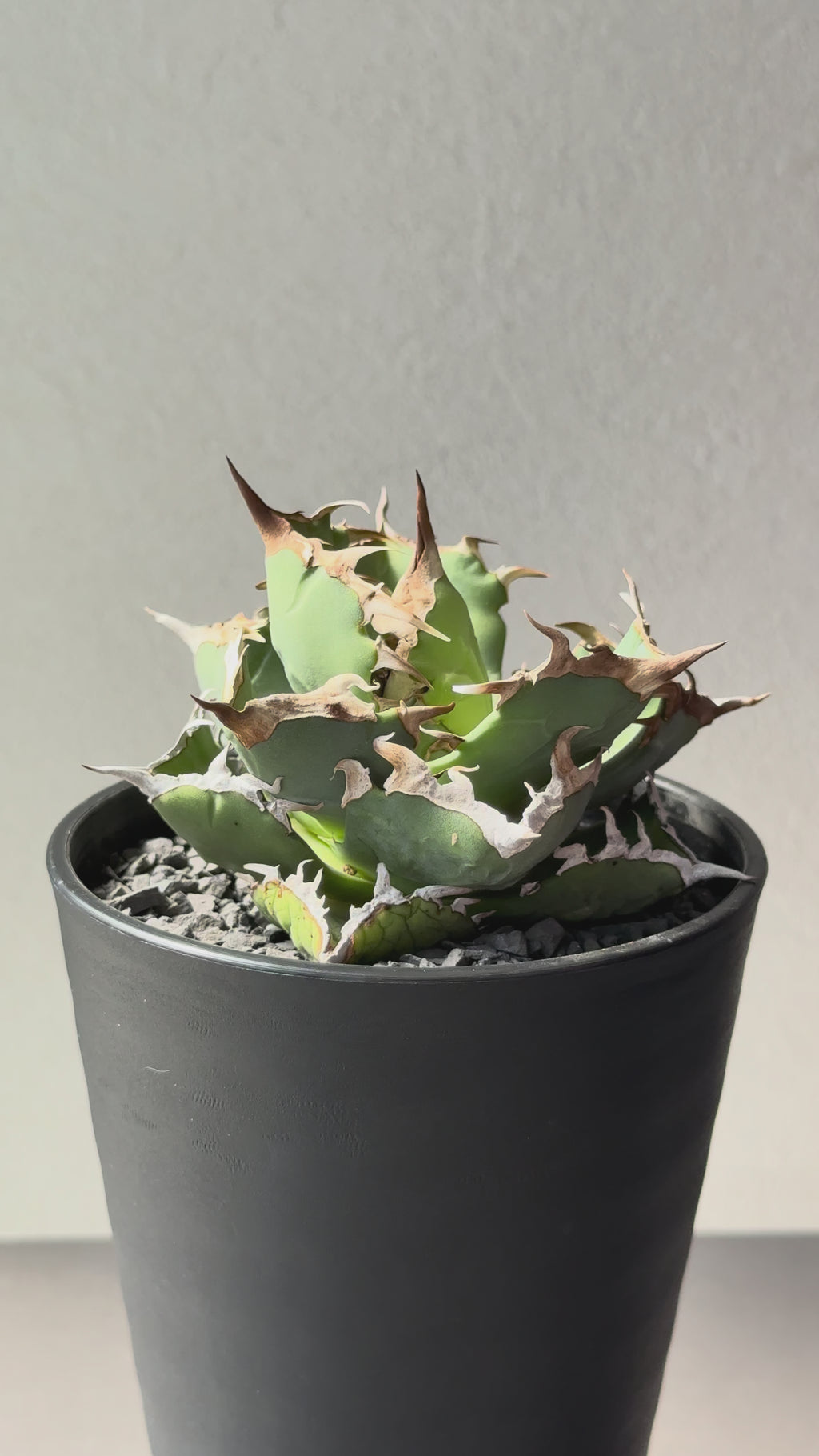 【Stano.Lab】<br>アガベ チタノタ<br> 'カニ' GT-7 初心者お薦め