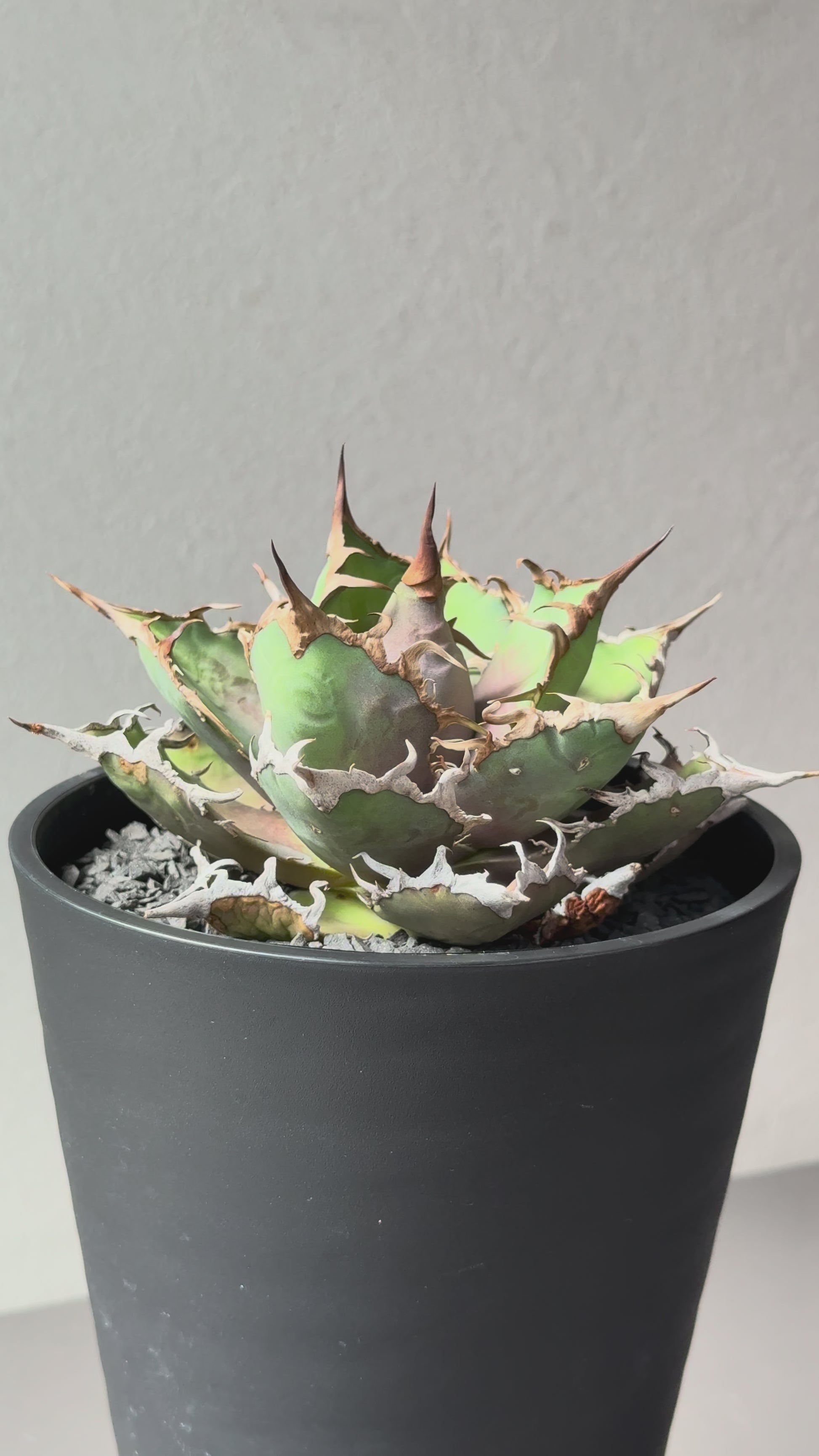 【Stano.Lab】<br>アガベ チタノタ<br> 'シーザー' GT-29