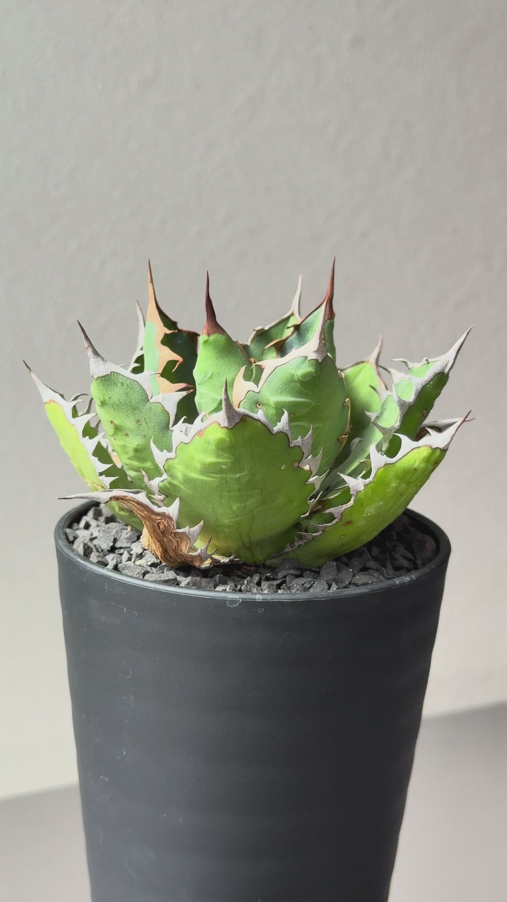 【Stano.Lab】<br>アガベ サハイブリッド<br> '万代X厳龍' GT-27