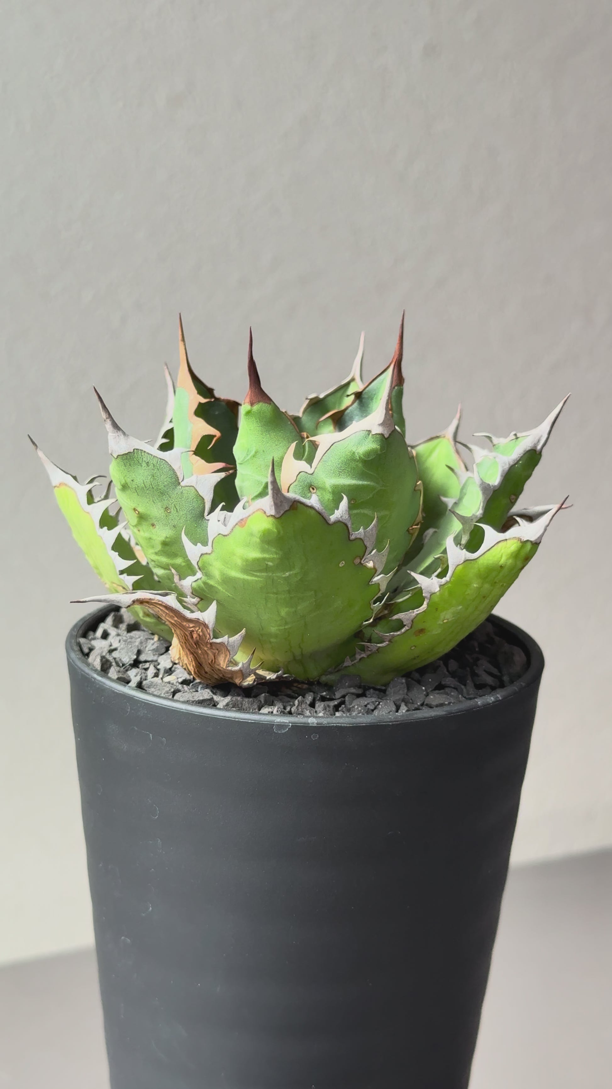 【Stano.Lab】<br>アガベ サハイブリッド<br> '万代X厳龍' GT-27