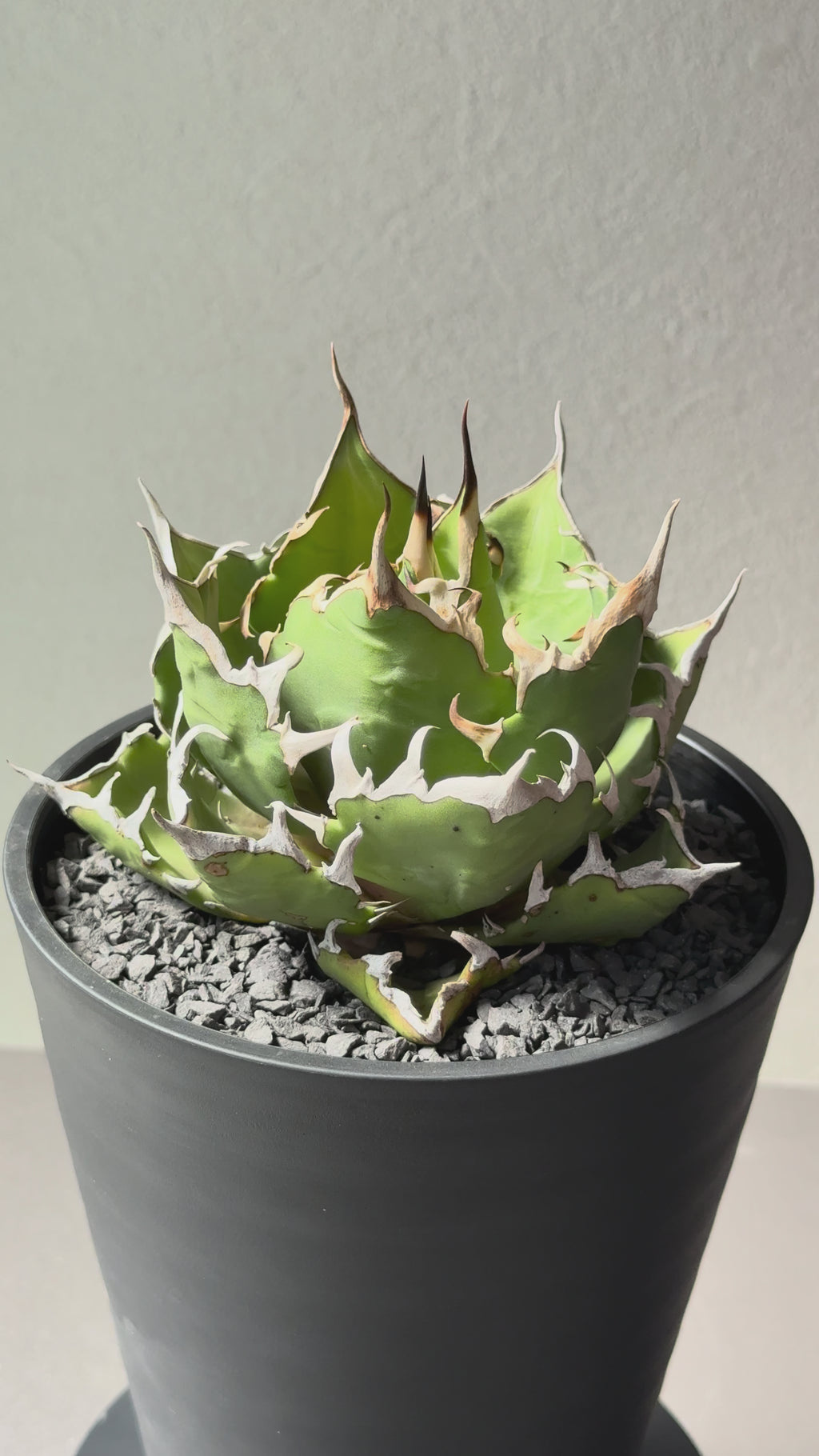 【Stano.Lab】<br>アガベ チタノタ<br> 'クレージー' GT-11