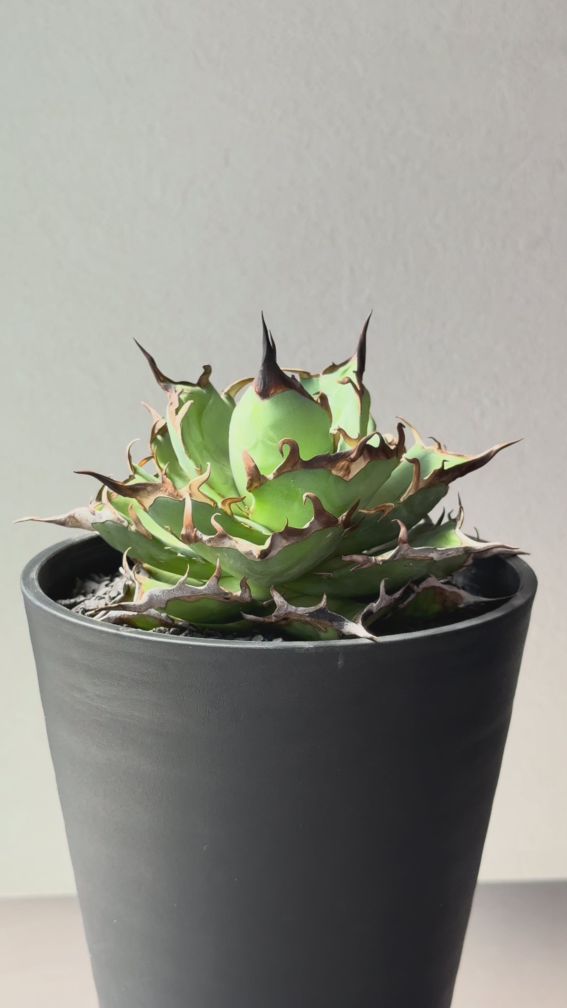 【Stano.Lab】<br>アガベ チタノタ<br> 'ハデス'GT-6