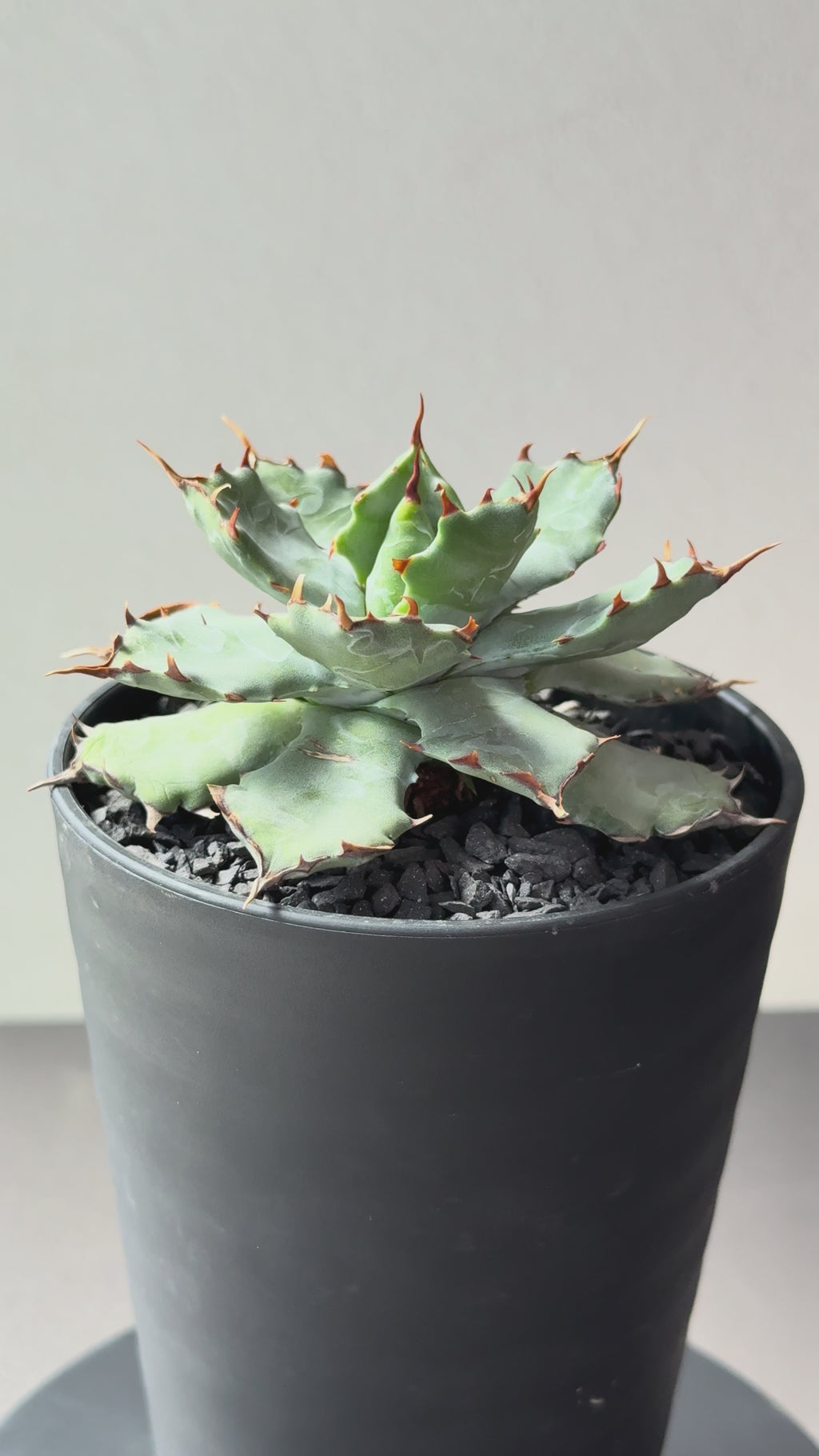 【Stano.Lab】<br>アガベ ハイブリッド<br> 'ヒメサソリガニ'