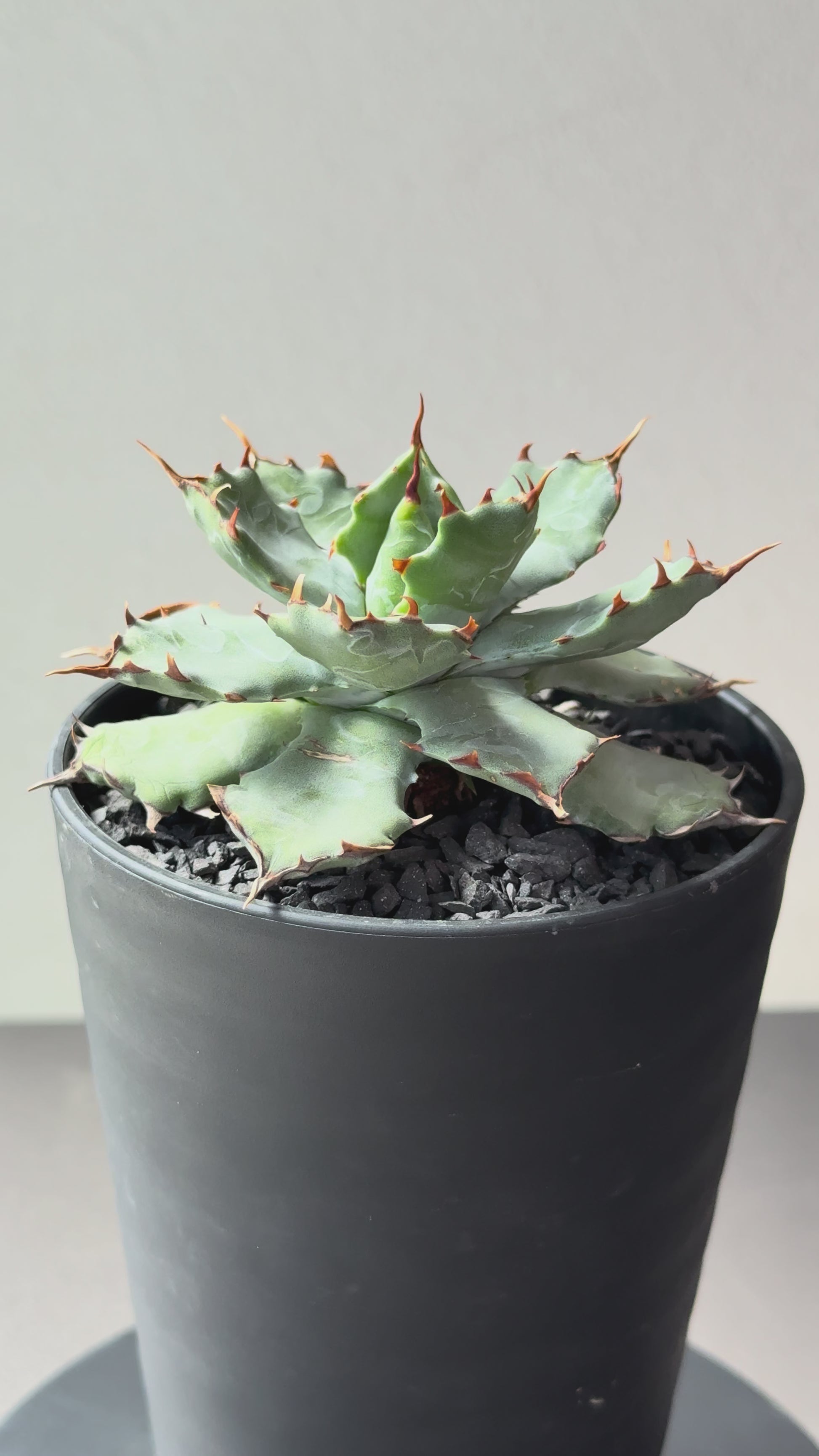 【Stano.Lab】<br>アガベ ハイブリッド<br> 'ヒメサソリガニ'