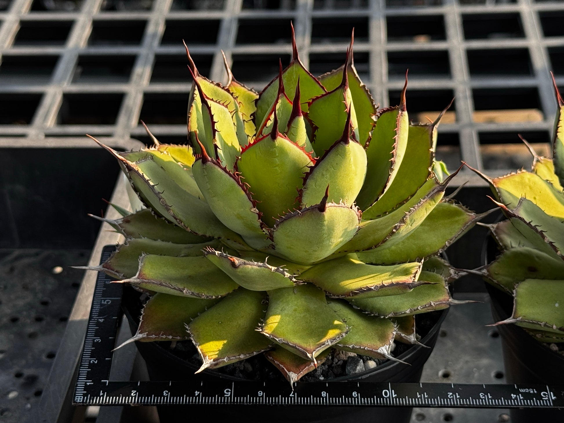 【Stano.Lab】<br>アガベ ハイブリッド<br> 吉祥冠 x 瀧雷 GL042